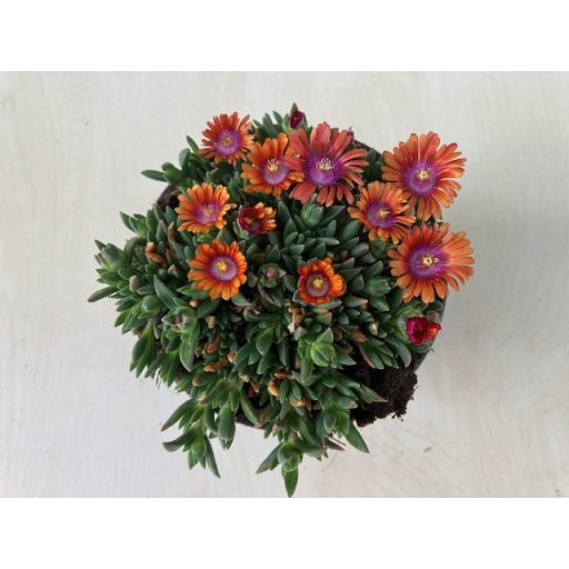 Delosperma 'Fire Spinner'