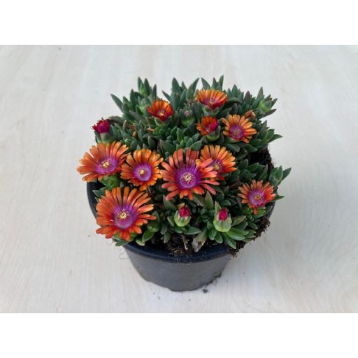 Delosperma 'Fire Spinner'