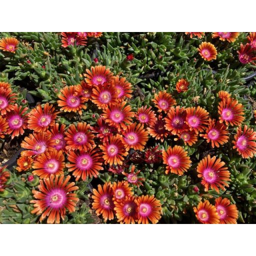 Delosperma 'Fire Spinner'