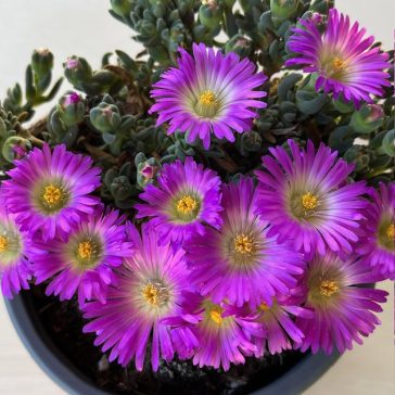 Delosperma 'Fire Spinner'