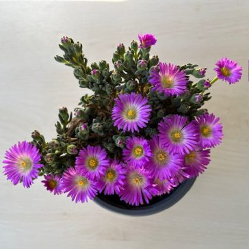 Delosperma 'Fire Spinner'