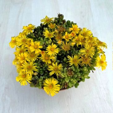 Delosperma Yellow