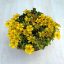 Delosperma Yellow