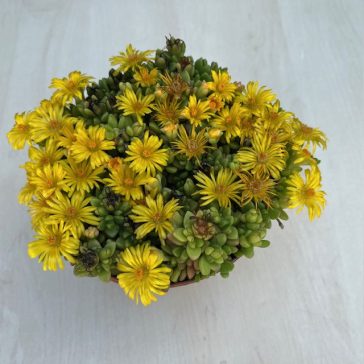 Delosperma Yellow
