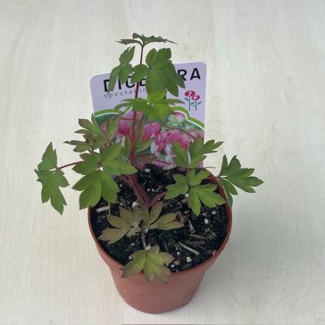 Dicentra spectabilis