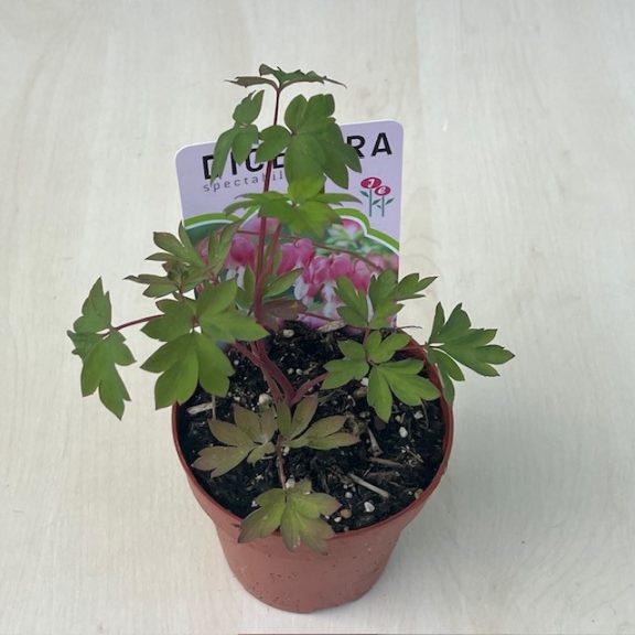 Dicentra spectabilis