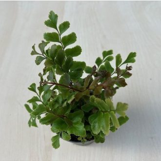 Didymochlaena truncatula