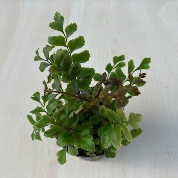 Didymochlaena truncatula