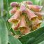 Digitalis parviflora
