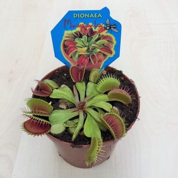 Vénusz légycsapója