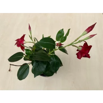 Dipladenia