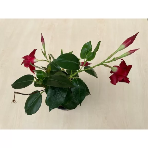 Dipladenia