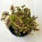 Coleus ‘Skeleton’