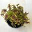 Coleus ‘Skeleton’