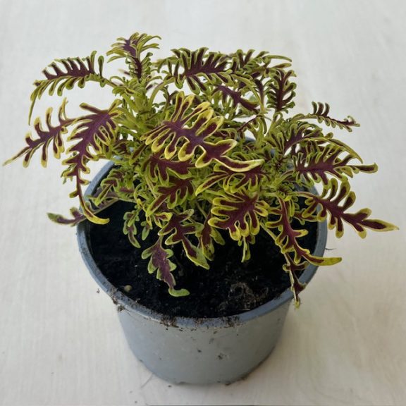 Coleus ‘Skeleton’