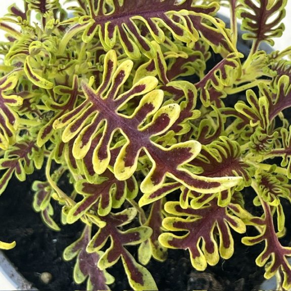 Coleus ‘Skeleton’