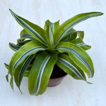 Dracaena fragrans ‘Lemon Surprise’