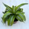 Dracaena fragrans ‘Lemon Surprise’