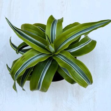 Dracaena fragrans ‘Lemon Surprise’