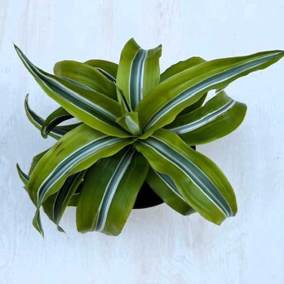 Dracaena fragrans ‘Lemon Surprise’