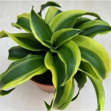 Dracaena fragrans 'Tornado Variegata'