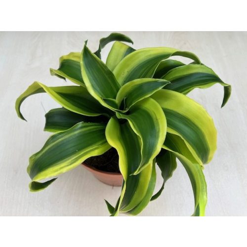 Dracaena fragrans 'Tornado Variegata'