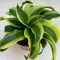 Dracaena fragrans 'Tornado Variegata'