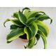 Dracaena fragrans 'Tornado Variegata'