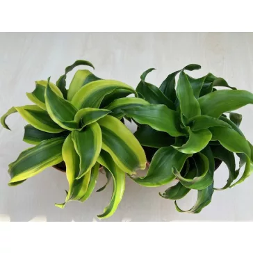 Dracaena fragrans 'Tornado Variegata'