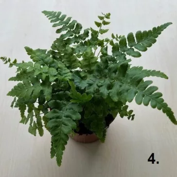 Dryopteris