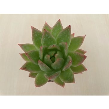Echeveria agavoides