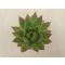Echeveria agavoides