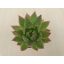 Echeveria agavoides