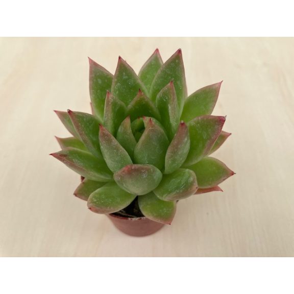 Echeveria agavoides