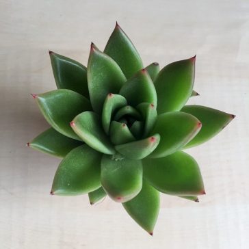 Echeveria agavoides - nagyobb