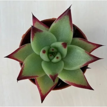 Echeveria agavoides 'Ebony'