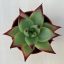 Echeveria agavoides 'Ebony'