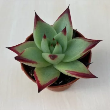 Echeveria agavoides 'Ebony'