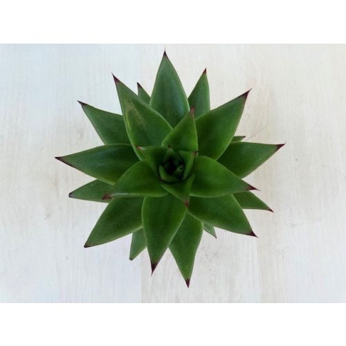 Echeveria agavoides 'Ebony'
