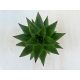 Echeveria agavoides 'Ebony'