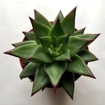 Echeveria agavoides 'Ebony'
