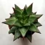 Echeveria agavoides 'Ebony'