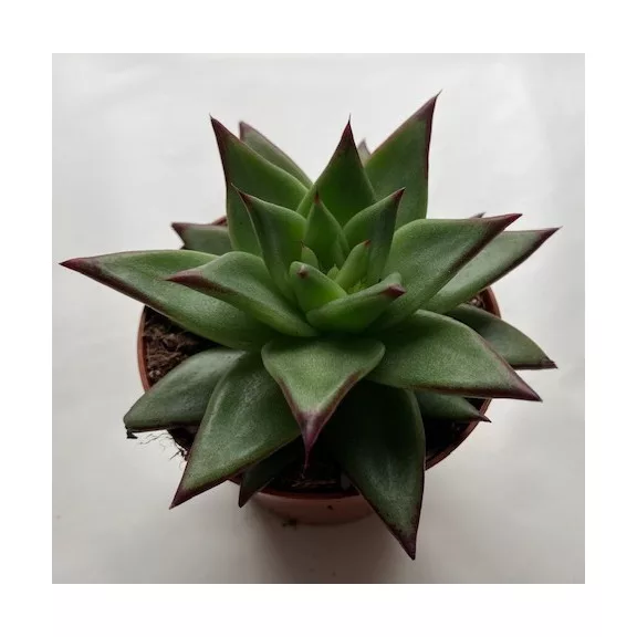 Echeveria agavoides 'Ebony'