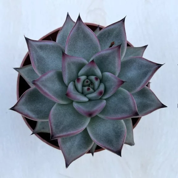 Echeveria agavoides 'Emerald' Echeveria agavoides 'Emerald'