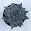 Echeveria agavoides 'Emerald'