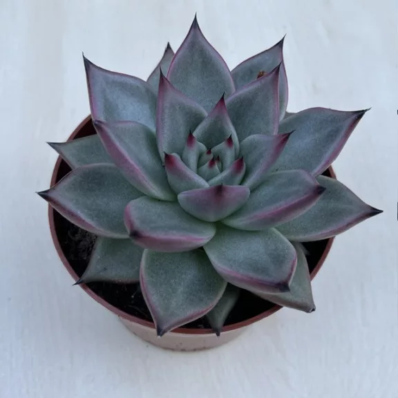 Echeveria agavoides 'Emerald' Echeveria agavoides 'Emerald'