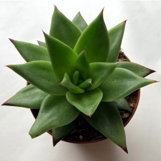 Echeveria agavoides hybrid