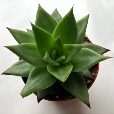 Echeveria agavoides hybrid