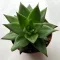 Echeveria agavoides hybrid
