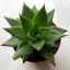 Echeveria agavoides hybrid